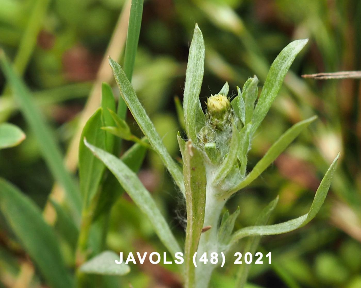 Cudweed, Marsh flower